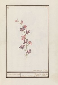 لاركسبور (كونسوليدا) فارس حفز واحد. / floro simplici. / Esperon de chevalier afluer بسيط. (العنوان على الكائن)