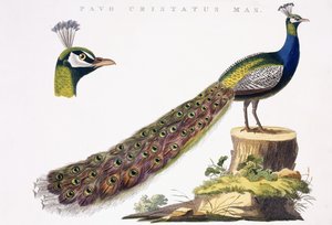 الطاووس ، ج 1809-1829
