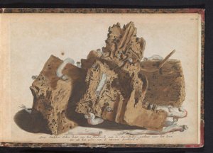 أجزاء من العمل المتأثر بدودة السفن ، 1731 ثلاث قطع من خشب البلوط من Paalwerk aan de Zee-Dyken ، مرسومة بعد الحياة حيث اخترقتها Wurmen (العنوان على الكائن) بواسطة إرفين ج. راتلباند وشركاه