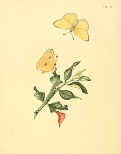 Phoebis Senna (syn. Butterfly Hypericum) بواسطة جان سيب