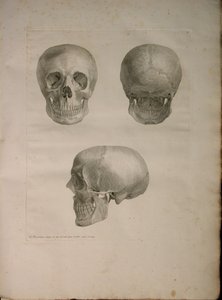 الالبومات 2 Pl. 1 ، من "جدول عظام بشرية ، بقلم برنارد سيغفريد ألبينوس (1697-1770) ، 1729 ، نشره J.undH. فيربيك ، ببليوب. 1753 ، ليدن بواسطة جان وانديلار