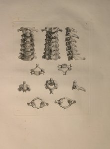 الالبومات 2 Pl. 10: فقرة عنق الرحم ، من "جدول عظام بشرية" ، بقلم برنارد سيغفريد ألبينوس (1697-1770) ، نشره J.undH. فيربيك ، ببليوب. 1753 ، ليدن ، 1729-1753 بواسطة جان وانديلار