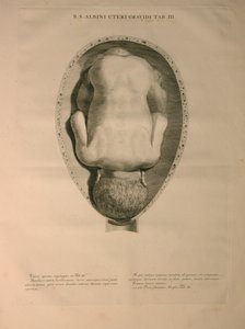 Albinus ، PI. 3 ، من "جدول عظام بشرية" ، بقلم برنارد سيغفريد ألبينوس (1697-1770) ، نشره J.undH. فيربيك ، ببليوب. ، ليدن ، 1748 بواسطة جان وانديلار