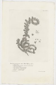 Anthospermum aethiopicum أنثوسبيرموم ذكر. حديقة. جرف. 455 ص. 1 (العنوان على الكائن) بواسطة جان وانديلار