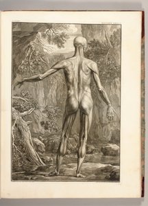 نقش يصور مجموعات العضلات في الظهر ، 1747