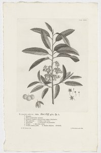 Kiggelaria africana كيجلاريا: ماس. هورت. جرف. 462. ص. 1 (العنوان على الكائن) بواسطة جان وانديلار
