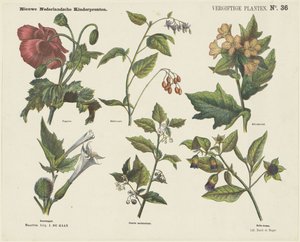 النباتات السامة (العنوان على الكائن) مطبوعات أطفال هولندية جديدة (عنوان السلسلة على الكائن)