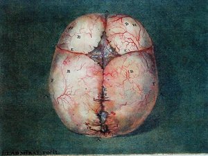 الدماغ ، من "Traite d'Anatomie du Cerveau" بقلم فيليكس فيك دازير (1748-1794) بواسطة جان أو جوان Ladmiral