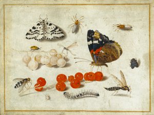 الفراشة ، كاتربيلر ، العثة ، الحشرات والكشمش ، c.1650-65 (الغواش والحبر على الرق) بواسطة جان فان كيسيل الأكبر