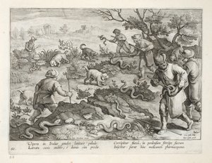 الأفاعي الإيطالية تأكل الضفادع ، اللوحة 60 ، رسم توضيحي من "Venationes ، Ferarum ، Avium ، Piscium" (للصيد: وحوش برية ، طيور ، أسماك) ، نقش بواسطة جان كولارت (1566-1628) ، حانة. فيليب جاليوس ، بواسطة جان فان دير سترايت