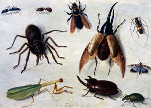 Insects