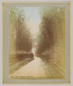 Bamboo Grove في Kiyomizu ، كيوتو ، اليابان (صورة بلون أبيض وأسود ملونة يدويًا) بواسطة مصور ياباني