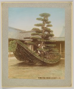 شجرة الصنوبر في حديقة Kinkakuji ، كيوتو ، اليابان (صورة بلون أبيض وأسود ملونة يدويًا) بواسطة مصور ياباني