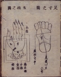 16029.b.5 صفحة 15v رسم تخطيطي يوضح نقاط الوخز بالإبر في اليدين والقدمين ، من تعليق ياباني لعمل صيني حول الوخز بالإبر ، Shisijing fahui عام 1341 بواسطة Hua Shou ، كيوتو بواسطة المدرسة اليابانية
