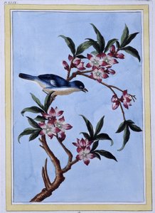 Bird - Japanese print بواسطة المدرسة اليابانية