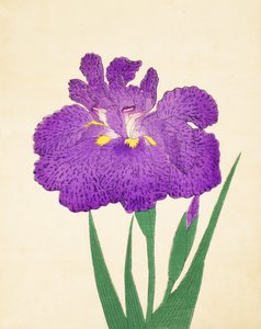 Nyo-Nishiki ، رقم 11 ، 1898 بواسطة المدرسة اليابانية