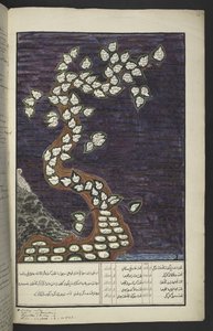 أو. 15932 ، ص. 72 و ، مخطط أنساب على شكل شجرة لحكام جاوة ، من آدم إلى باكوانا الرابع (من سوراكارتا) وماتارام الرابع (هامينجكوبوانا الرابع من يوجيكارتا) ، في مخطوطة جاوية ، باباكيم باوكون بواسطة المدرسة الجاوية