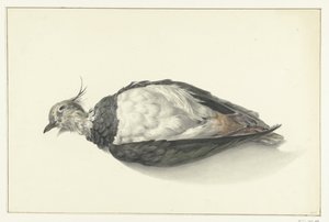 الكذب ميتا lapwing بواسطة جان برنارد