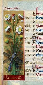 نباتي: البابونج مع الدعسوقة واليعسوب. صورة مصغرة من "" Les grandes Hours d'Anne de Bretagne "" لجين بورديشون (1457-1521) بواسطة جان بورديشون