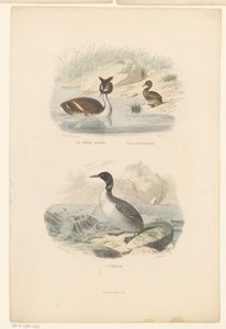 Grote kuiffuut، dodaar en ijsduiker الغريب العظيم المتوج ، الصغير (العنوان على الجسم) The imbrim (العنوان على الكائن) بواسطة إدوارد ترافيس