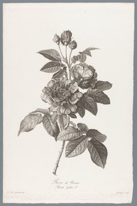 رو الفرنسية Rose de Provins / Rosa Gallica L. (العنوان على الكائن) زهور مستمدة من الطبيعة (...) (عنوان السلسلة)