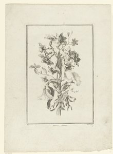 باقة من النرجس و bindweed Narcisse ، Volubilis (العنوان على الكائن) IIe Cahier de Bouquets (عنوان السلسلة) بواسطة جان بابتيست مونوييه