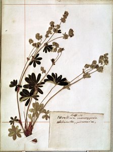 Alchemilla ، من معشبة (زهور مضغوطة)