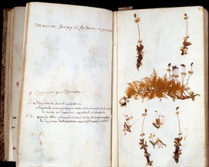 صفحات معشبة جان جاك روسو (1712-1778) ، كاتب وفيلسوف عائلة لومير ، ورقة وأزهار مع شروح مخطوطة