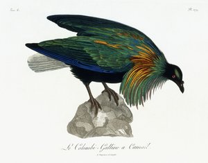 نيكوبار بيجون ، 1799-1808 بواسطة جان ليبريشت رينولد