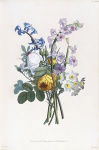 Narcissi، Rosa، Hyacynth، 1805