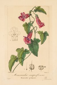 نباتات البستانيين والهواة والمصنعين: Maurandia semperflorens ، 1836. بواسطة جان بيير فريدريك باروا