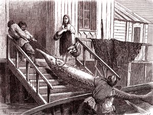 صيد سمك الحفش في نهر الفولغا، روسيا. 1867 (نقش)