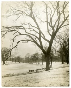 Boston Common & frog-pond ، عن طريق الشجرة ، بوسطن ، الولايات المتحدة الأمريكية ، حوالي 1902-10 (صورة فضية للجيلاتين) بواسطة جيسي تاربوكس بيلز