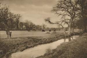 حيث رياح بيفرلي بروك من خلال حديقة الصيد الملكية في ريتشموند ، c1935. بواسطة جويل