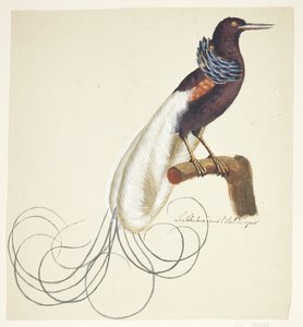 طائر غريب