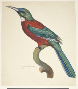 طائر غريب