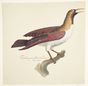 طائر