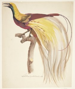 طائر كبير من الجنة
