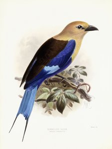 بلوبليد رولر ، 1893