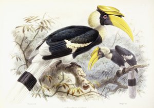 Dichocerus Bicornis ، 1876-1882
