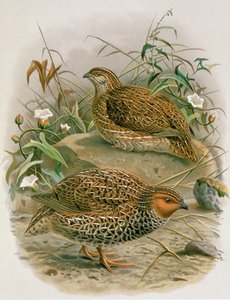 New Quail ، رسم توضيحي من "تاريخ طيور نيوزيلندا" بقلم WL Buller ، 1887-88 (chromolitho)