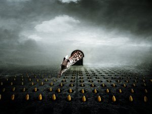 Ttulip Thief 2 ، 2013 (تصوير) بواسطة يوهان ليلجا