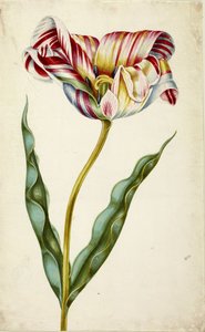 توليب ، ج. 1660. بواسطة يوهان بارثولوماوس براون