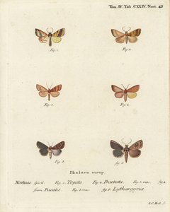 الشحوب المحظور ، Tileacea aurago 1-4 ، وعثة الطين ، Mythimna ferrago 5.6. نقش على لوح نحاسي ملون يدويًا بواسطة يوهان كارل بوك بعد كتاب يوجينيوس يوهان كريستوف إسبير ، الفراشات في صور من الطبيعة ، إرلانجن بواسطة يوهان كارل بوك