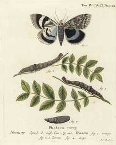 العثة الزرقاء السفلية أو Clifden nonpareil ، Catocala fraxini. نقش على لوح نحاسي ملون يدويًا بواسطة يوهان كارل بوك بعد كتاب يوجينيوس يوهان كريستوف إسبير ، الفراشات في صور من الطبيعة ، إرلانجن بواسطة يوهان كارل بوك