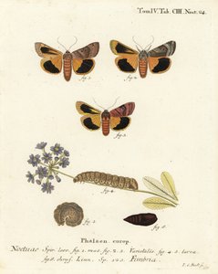 جناح سفلي أصفر عريض الحواف ، Noctua fimbriata. نقش على لوح نحاسي ملون يدويًا بواسطة يوهان كارل بوك بعد كتاب يوجينيوس يوهان كريستوف إسبير ، الفراشات في صور من الطبيعة ، إرلانجن بواسطة يوهان كارل بوك