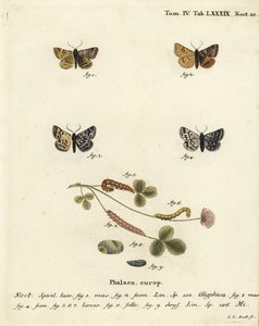 عثة بيرنت المصاحبة ، Euclidia glyphica 1،2 ، وعثة الأم شيبتون ، Euclidia mi ، 3-9. نقش على لوح نحاسي ملون يدويًا بواسطة يوهان كارل بوك بعد كتاب يوجينيوس يوهان كريستوف إسبير ، الفراشات في صور من الطبيعة ، إرلانجن بواسطة يوهان كارل بوك