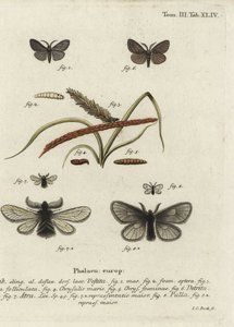 Canephora خشنة ، بالية و Ocneria Epichnopterix plumella. بواسطة يوهان كارل بوك