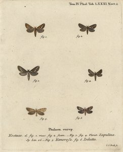 العثة السريعة الشائعة ، Korscheltellus lupulina 1-4 ، gold swift ، Phymatopus hecta 5 ، و Pharmacis carna 6. نقش على لوح نحاسي ملون يدويًا بواسطة يوهان كارل بوك بعد Eugenius Johann Christoph Esper للفراشات في الرسوم التوضيحية المستندة إلى الطبيعة ، إرلانجن بواسطة يوهان كارل بوك