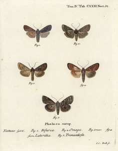 مطابق ، Lithophane furcifera 1 ، سهم مزدوج ، Graphiphora augur 2 ، دبق نادر ، أفاميا لاتريتيا 3،4 ، وأقواس فضية ، Polia hepatica 5. بواسطة يوهان كارل بوك